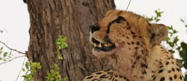 Cheetah Portrait