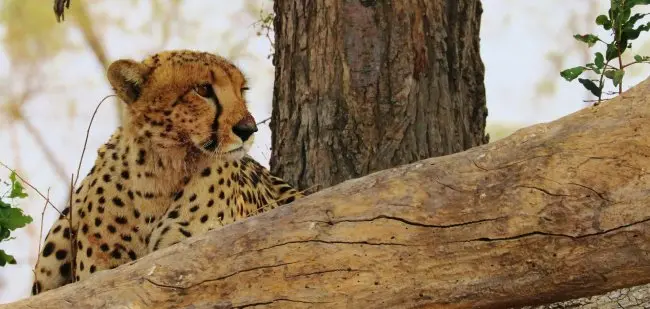 Cheetah on Tree