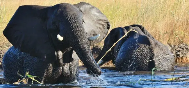 Elephant Grazing