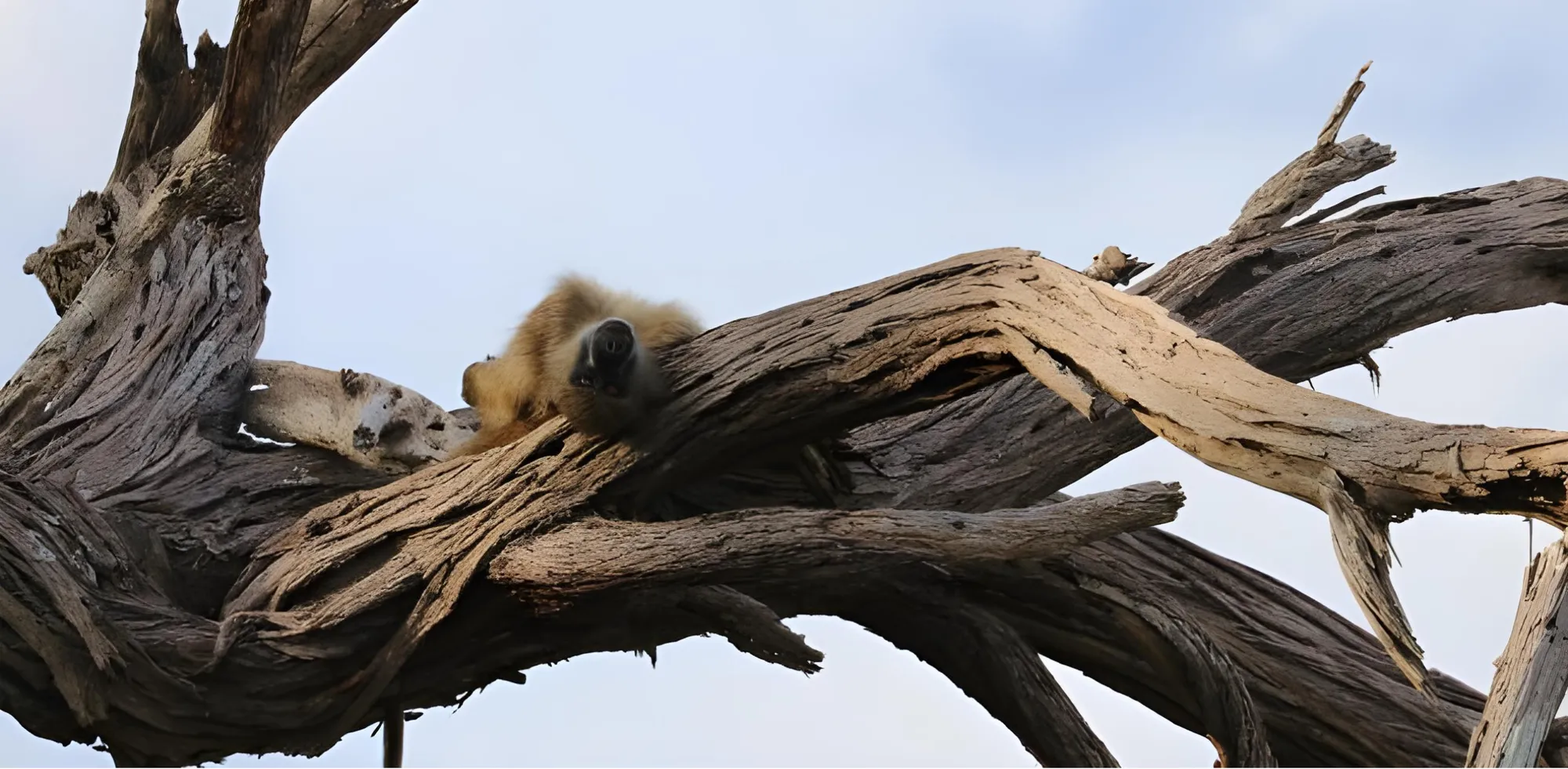 Baboon resting on tree branches - Camp Kwando