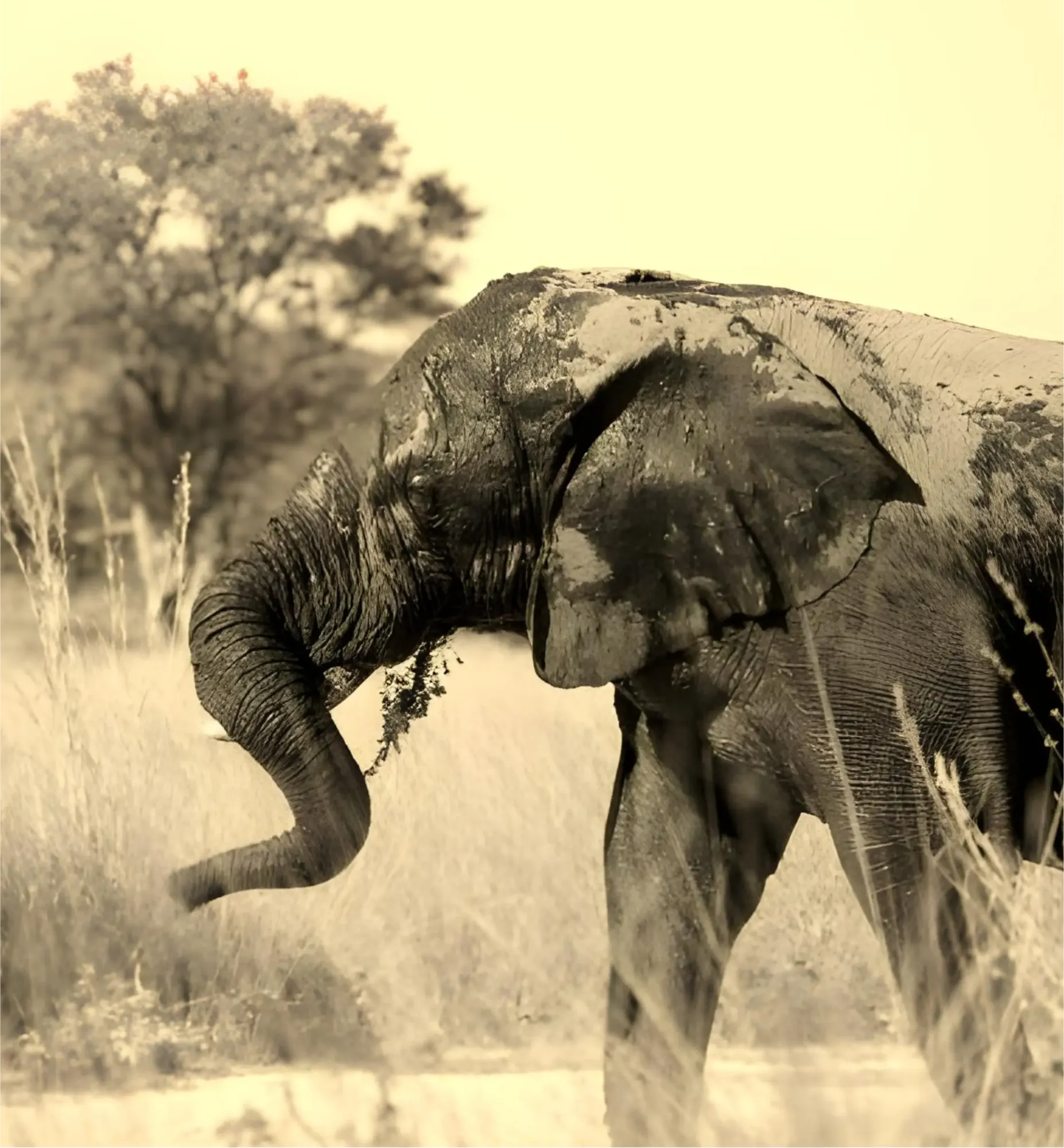 Discover Wildlife