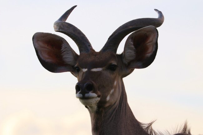 antilope