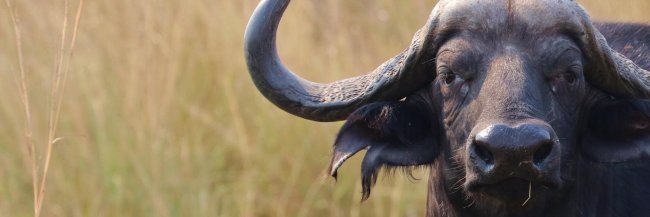 buffle