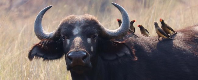 buffle et oiseaux