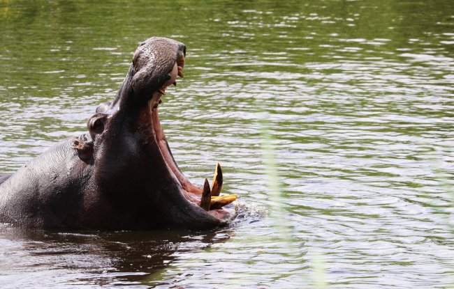 Hippo in the river