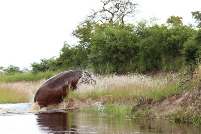 hippo