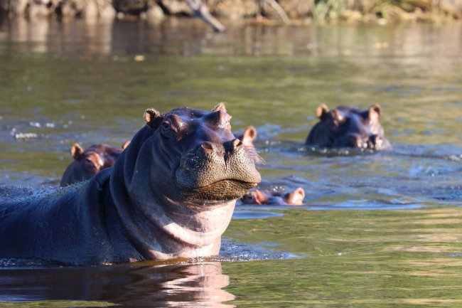 hippo